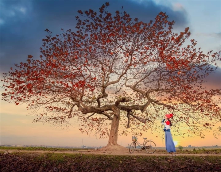 Chill cùng cây bàng cô đơn ở ngoại thành Hà Nội, lên ảnh đẹp đến 'rụng rời' - 1