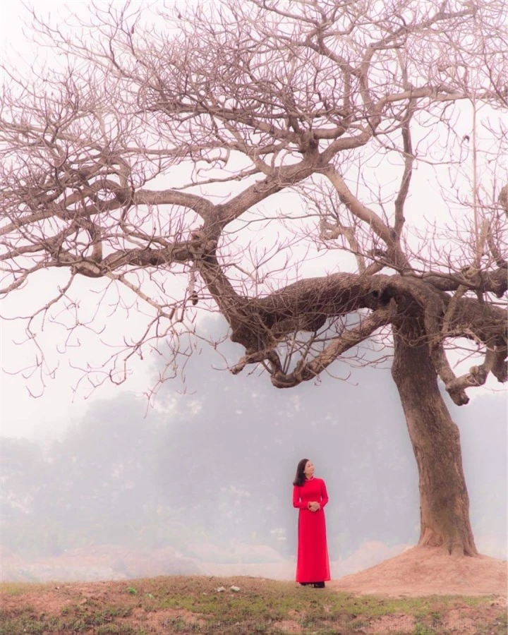 Chill cùng cây bàng cô đơn ở ngoại thành Hà Nội, lên ảnh đẹp đến 'rụng rời' - 11