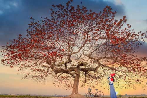 Chill cùng cây bàng cô đơn ở ngoại thành Hà Nội, lên ảnh đẹp đến 'rụng rời'