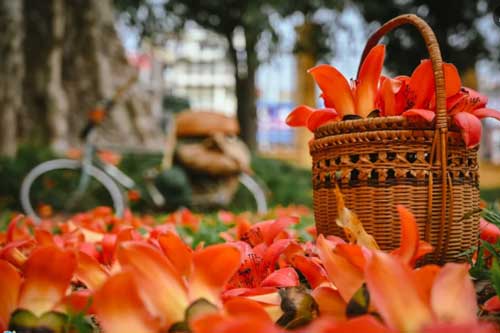 Cây hoa gạo lớn ở Hà Nội bung nở thu hút giới trẻ