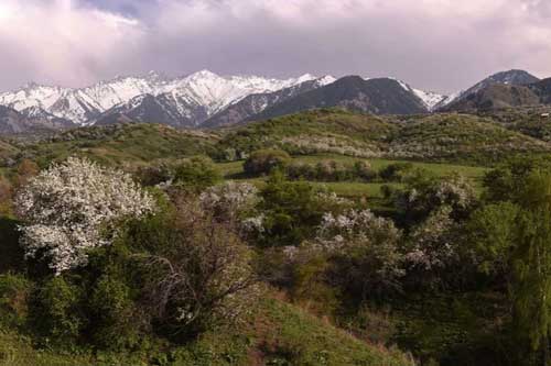 Chiêm ngưỡng rừng táo dại cuối cùng của Trái Đất