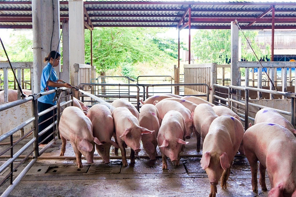 Giá heo hơi ngày 29/3/2022: 2 miền Trung - Nam đồng loạt tăng