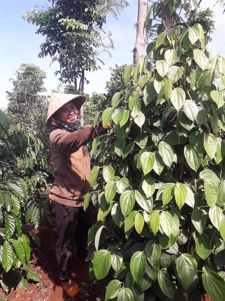 Giá nông sản ngày 29/3/2022: Trụ vững ở mức cao, nông dân có lãi và yên tâm đầu tư vụ mới