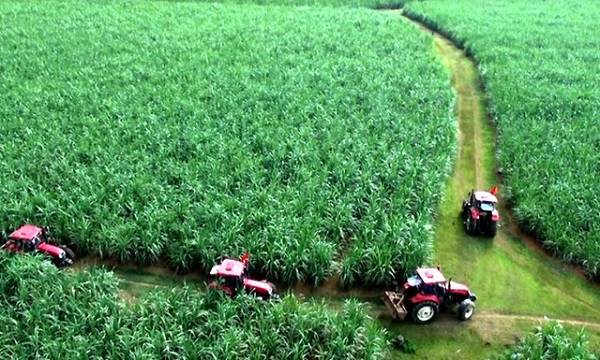 "Bơm" vốn tín dụng cho hợp tác xã trong các vùng nguyên liệu