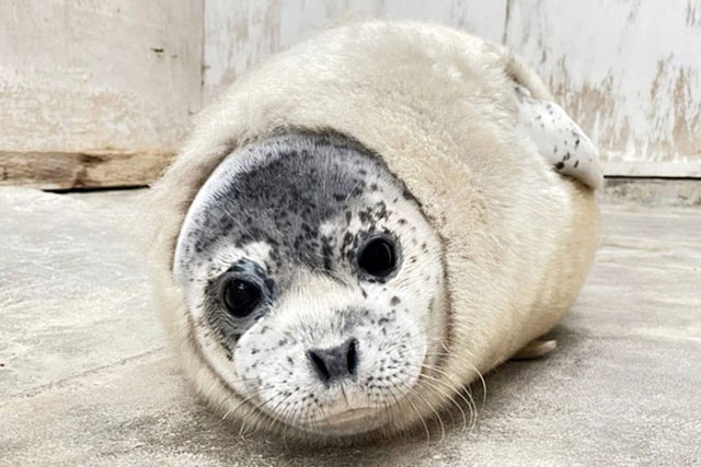 Dân tình phát sốt với chú hải cẩu con đang thay lông, đáng yêu đến mức ai cũng tưởng tôm tẩm bột