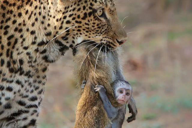 Mẹ bị báo hoa mai giết, khỉ con ngơ ngác ôm chặt xác mẹ đu bám theo