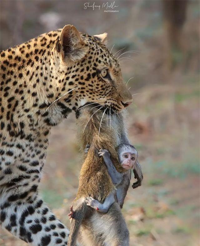 Mẹ bị báo hoa mai giết, khỉ con ngơ ngác ôm chặt xác mẹ đu bám theo ảnh 1