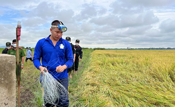 An Giang: Bẫy chuột để bảo vệ lúa bằng xiệc điện gây chết người