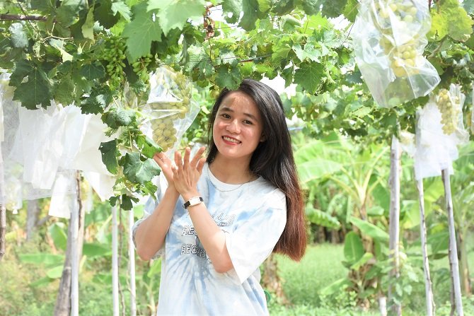 Vườn nho xanh trên đất phèn đầu tiên ở Trà Vinh cho trái