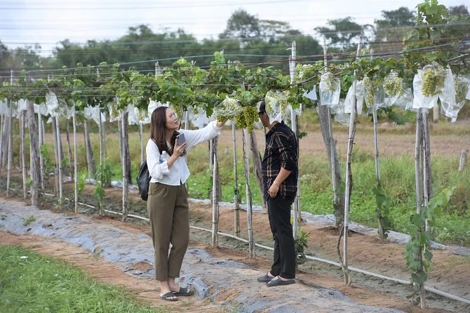 Hai bạn trẻ từ địa địa phương khác đến tham quan, chụp hình khi hay tin vườn nho mở cửa cho khách tham quan.