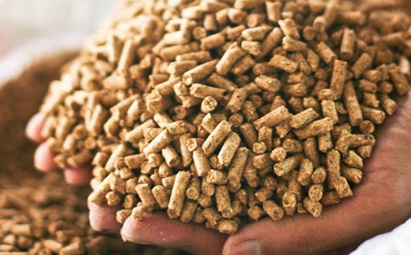 Giá thức ăn chăn nuôi lại tăng, người chăn nuôi chồng chất rủi ro