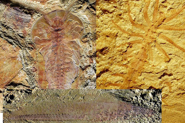 250 loài "quái thú" hiện ra nguyên vẹn sau nửa tỉ năm, có thể gồm tổ tiên chúng ta