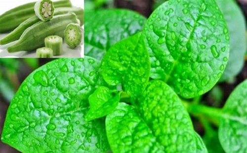 Những thực phẩm tối kỵ với người đang bị ho, càng ăn càng nặng cơn ho