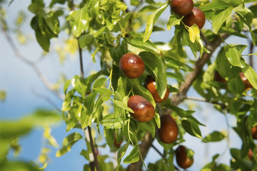 Loại quả rất tốt cho não và hệ tiêu hóa, tăng miễn dịch cực hay: Người Việt đã dùng từ lâu - Ảnh 2.