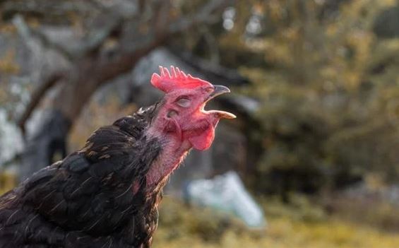 Tại sao gà mái bắt chước tiếng gáy của gà trống bị coi là 'điềm dữ', thường bị bắt giết?