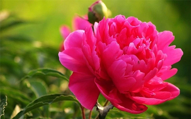 Những loài hoa vừa đẹp, vừa sang nên trồng trong nhà để “rước” may mắn - Ảnh 2.