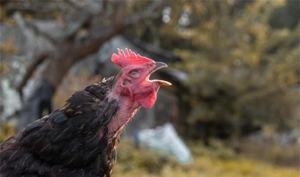Tại sao gà mái bắt chước tiếng gáy của gà trống bị coi là 'điềm dữ', thường bị bắt giết? - Ảnh 2.