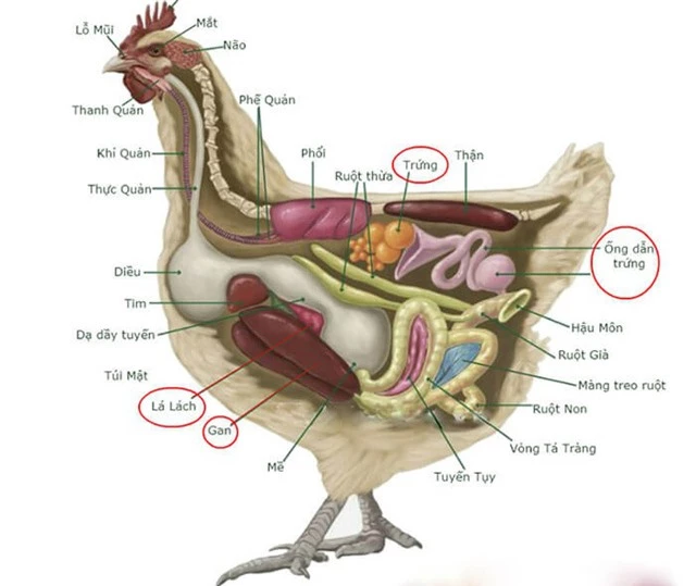 Tại sao gà mái bắt chước tiếng gáy của gà trống bị coi là 'điềm dữ', thường bị bắt giết? - Ảnh 7.