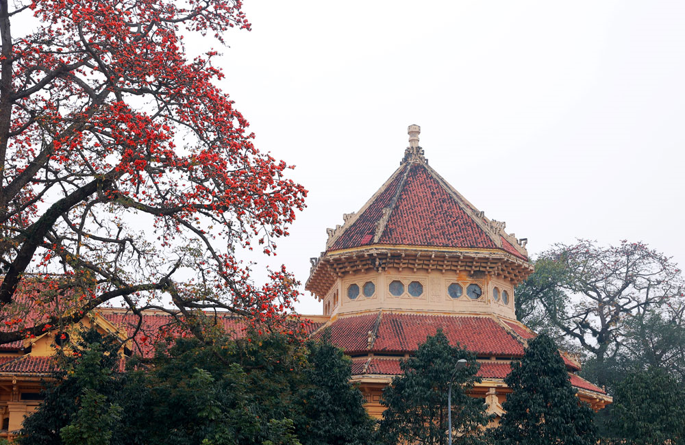 Hà Nội đỏ rực trời hoa gạo