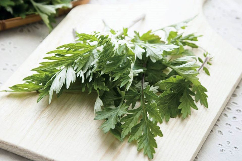 4 tác dụng phụ đáng sợ của rau ngải cứu