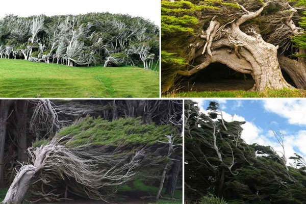 Vùng đất khiến người ta kinh ngạc khi cây cối bị biến dạng, cong veo một cách kỳ lạ