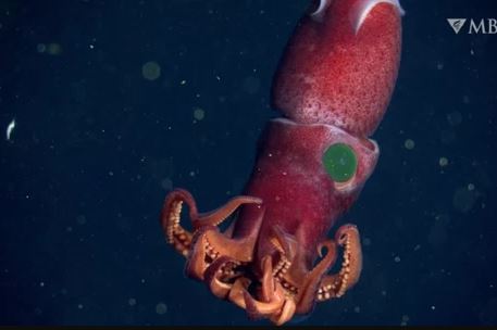 Phát hiện con mực dâu tây có đôi mắt kỳ lạ ở bờ biển California