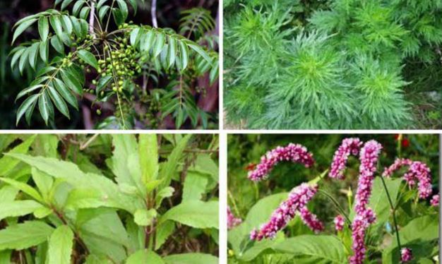 Sẽ phát động phong trào trồng cây thuốc nam trong khuôn viên các chùa