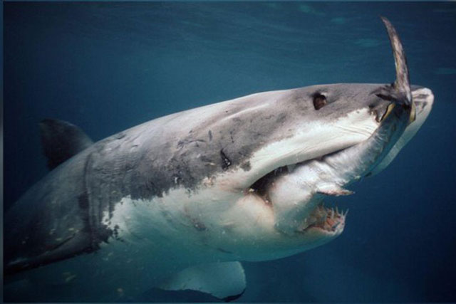 Bạn biết gì về cá mập trắng, loài cá săn mồi lớn nhất thế giới?