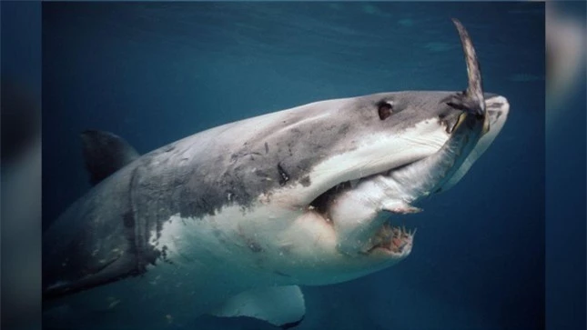 Bạn biết gì về cá mập trắng, loài cá săn mồi lớn nhất thế giới? ảnh 1