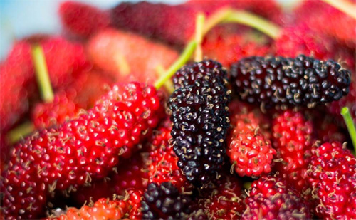 Những tác dụng tuyệt vời của quả dâu tằm với sức khỏe