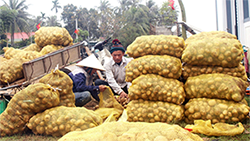 Nghệ An đạt "top" 3 đưa sản phẩm OCOP lên sàn thương mại điện tử

