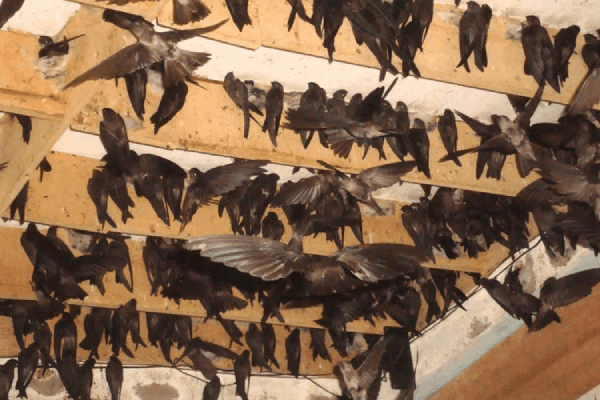 Đổi mới nghề truyền thống: Chìa khóa bứt phá của doanh nghiệp Việt