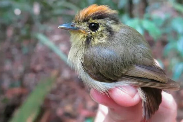 Các loài chim thay đổi kích thước do biến đổi khí hậu