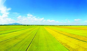 Chuỗi liên kết sản xuất lúa gạo bền vững: Tân Long đồng hành cùng bà con nông dân