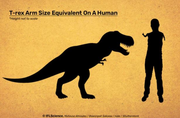 Tiến hóa làm teo nhỏ tay khủng long T-rex để chúng đỡ cắn vào tay nhau
