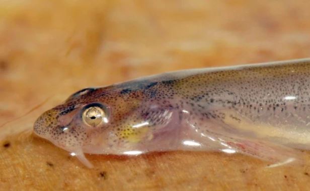 Sự thật về sinh vật rất nhỏ nhưng có khả năng của 'thuỷ quái': Thích nước tiểu người?