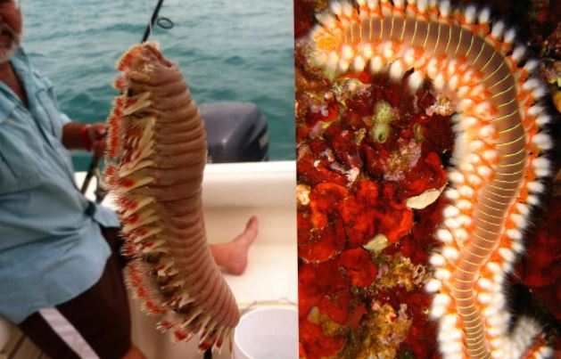 Ngư dân kéo lên sinh vật kỳ lạ, có thể bơm độc tố, gây chóng mặt và buồn nôn: Đó là gì?