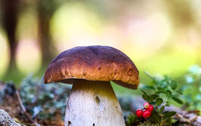 Phát hiện bất ngờ: Loài nấm có thể trò chuyện giống con người