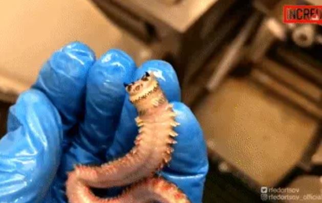 Cần thủ người Nga kéo lên sinh vật với tiếng 'gào thét' rợn người, có nguy hiểm hay không?