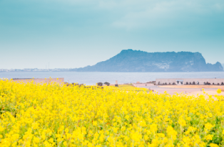 Cuộc thi vẽ minh hoạ "Từ nét vẽ, đến Jeju"