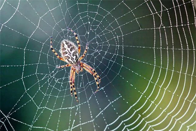 Không có 'tai', loài nhện dùng cách nào để 'nghe ngóng' và săn bắt mồi? - Ảnh 1.