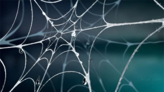 Không có 'tai', loài nhện dùng cách nào để 'nghe ngóng' và săn bắt mồi? - Ảnh 2.