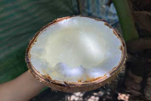 Quả dừa trông bình thường lại có giá 300.000 đồng, bổ ra mới biết 'đáng tiền'