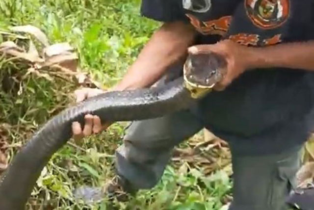 Người đàn ông tóm cổ sinh vật đang ẩn nấp trong bụi rậm: Kích thước thật gây bất ngờ!