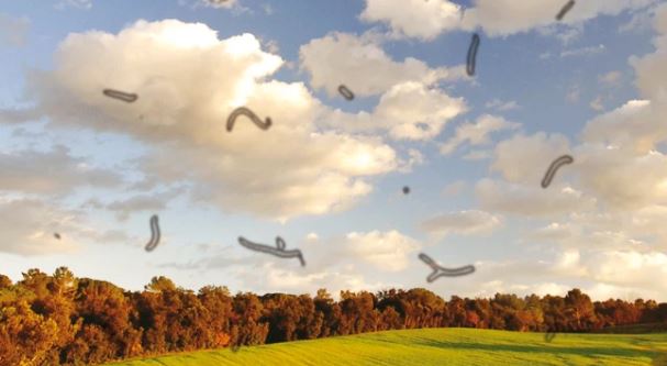 Có một loài ruồi đẻ trứng vào mắt người, nở ra đàn giòi cản trở thị lực