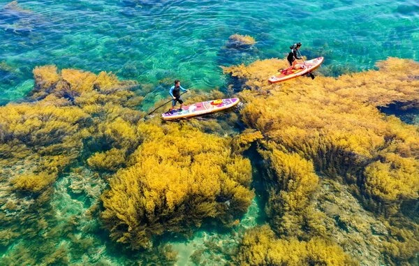 Vẻ đẹp nên thơ của biển xanh nắng vàng Quy Nhơn thu hút du khách