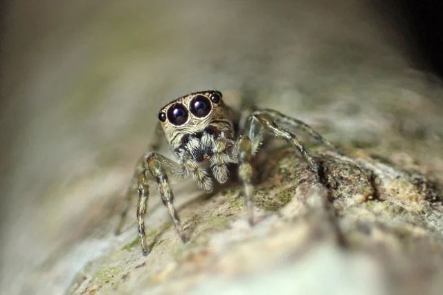 Thế giới ghi nhận loài nhện thứ 50.000