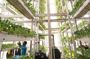 Canh tác theo chiều dọc sẽ phổ biến trong đô thị thông minh 