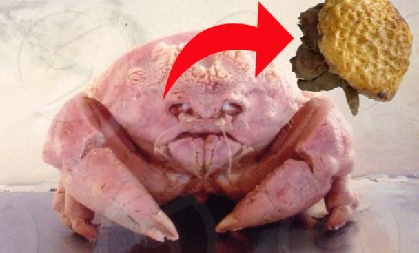 Sinh vật kỳ dị khiến người mắc hội chứng sợ lỗ tròn phải né tránh: Đó là gì?