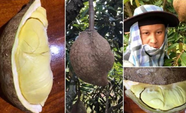 Sầu riêng nhưng lại không có gai: Kết quả sau 12 năm nỗ lực của các nhà khoa học Indonesia